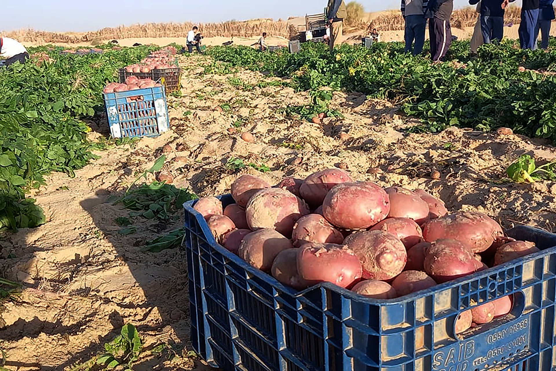 Les experts suggèrent de transférer les cultures consommatrices d’eau vers le Grand Bassin Sud (Al Jazeera)