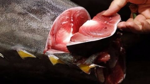 Le ministère de l’Agriculture fixe la valeur d’un kilogramme de thon rouge