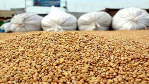 Les stocks de céréales répondent aux besoins/R_M_A Grain Diwan : La consommation intérieure a atteint 36 millions de quintaux et le coût d’approvisionnement a atteint 3,4 milliards de dinars