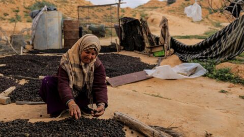 L’huile d’olive en Tunisie…une artère financière face à des enjeux économiques majeurs