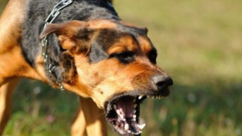 La rage en Tunisie en chiffres