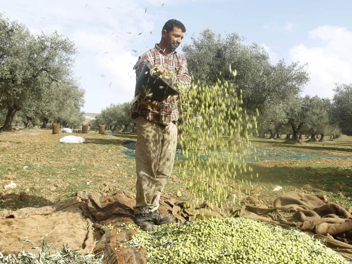 Un ouvrier verse des olives dans un seau pendant la récolte des olives à Sidi Tabet, près de Tunis le 13 novembre 2012. REUTERS/Zoubeir Souissi (TUNISIE - Tags: ALIMENTATION AGRICOLE)