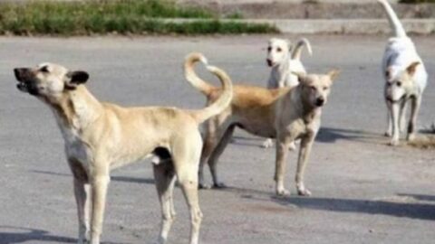 Après que 276 d’entre eux aient été traqués, l’État tunisien appelle à poursuivre les campagnes de lutte contre les chiens errants