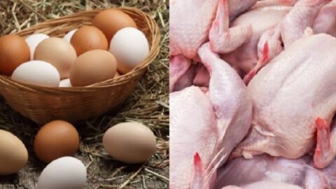 Au cours du mois de juin…la tendance à la baisse accompagne les prix de la production de poulets vivants et des œufs destinés à la consommation