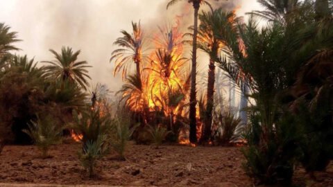 Elle a provoqué l’incendie d’environ 600 palmiers. Maîtriser un incendie dans l’ancienne oasis de Tozeur