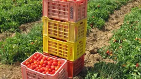 La valeur des exportations de produits agricoles biologiques a augmenté de 16 pour cent