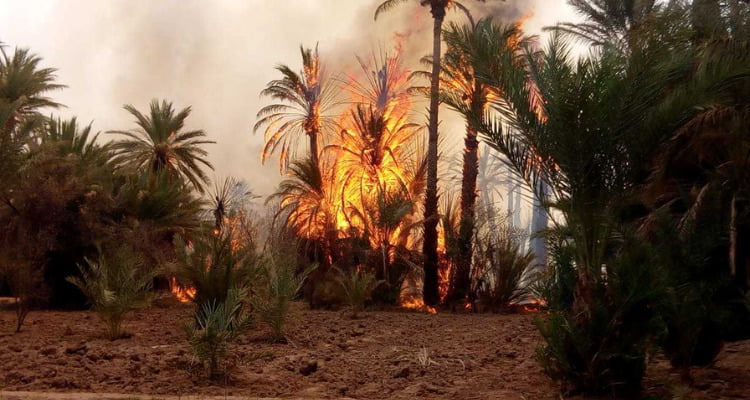 Elle a provoqué l'incendie d'environ 600 palmiers. Maîtriser un incendie dans l'ancienne oasis de Tozeur