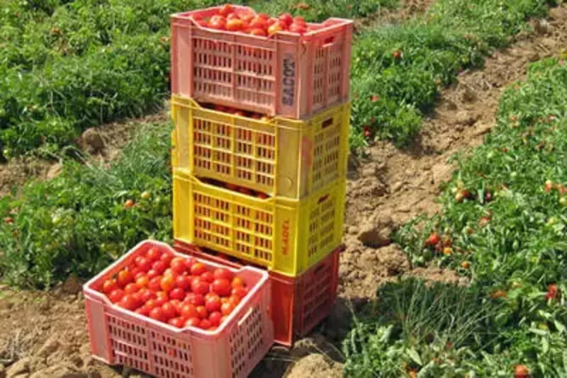 La valeur des exportations de produits agricoles biologiques a augmenté de 16 pour cent