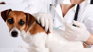 Les ministères de l’Intérieur, de la Santé et de l’Agriculture adoptent de nouvelles mesures pour lutter contre la rage