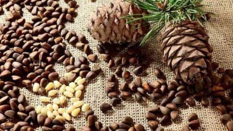 Directeur général de l’Autorité de sécurité sanitaire : Développement d’un programme spécial pour assurer la sécurité de Zuqo et de ses composants