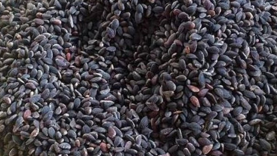   Selon une source du Syndicat des Paysans, les prix du zuqo atteignent 50 dinars le kilo 