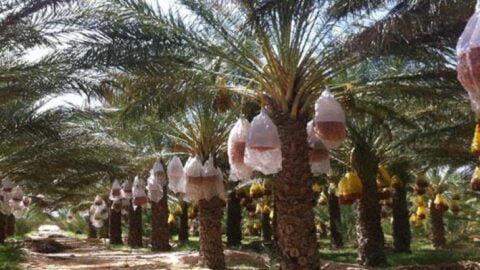 Le Complexe Professionnel Mixte des Dates annonce le prix de référence pour l’acceptation des dates