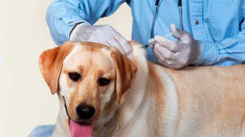 Au 6 septembre 2024, les services vétérinaires ont vacciné 61 645 chiens et chats.