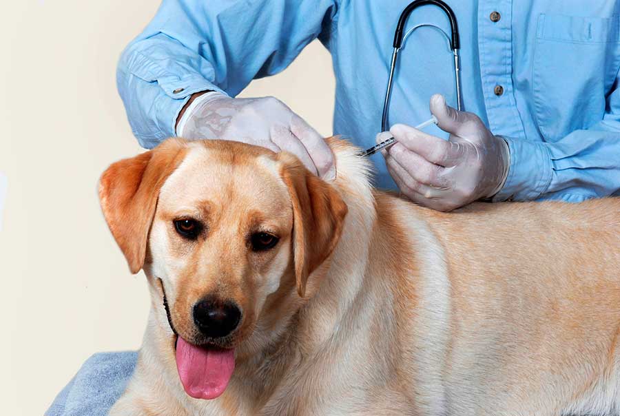 Au 6 septembre 2024, les services vétérinaires ont vacciné 61 645 chiens et chats.