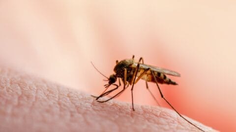 Après l’apparition du paludisme dans le sud de l’Algérie. La Tunisie est-elle prête à prévenir ce « danger imminent » ?
