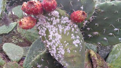 Nabeul.. La propagation du charançon rouge du palmier et de la cochenille dans les plants de figue de Barbarie