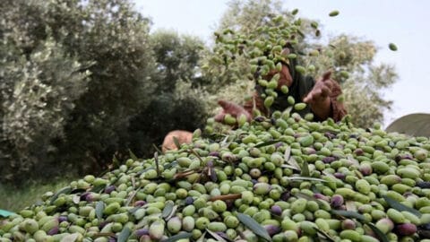 Fixation du calendrier de début et de clôture de la saison de récolte et de transformation des olives