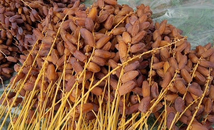 Les Etats-Unis apportent un soutien de 76,5 millions de dinars pour soutenir la filière datte en Tunisie