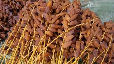 Des « tentes » pour vendre les dattes du producteur au consommateur